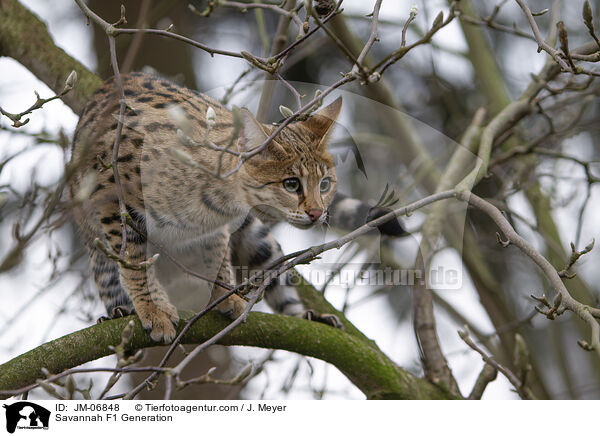 Savannah F1 Generation / JM-06848