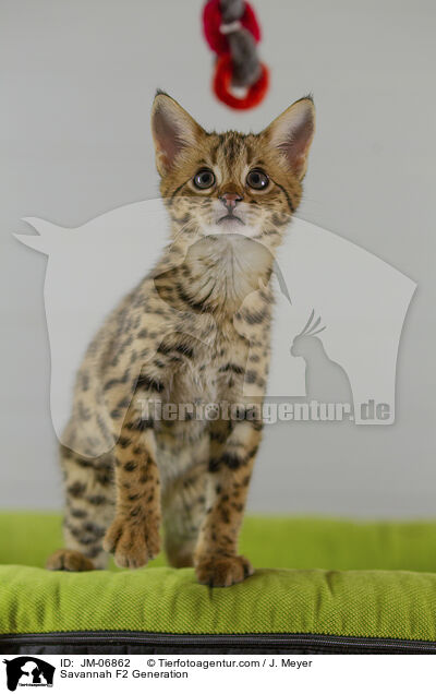 Savannah F2 Generation / Savannah F2 Generation / JM-06862