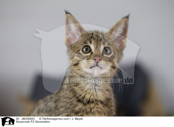 Savannah F2 Generation / JM-06883