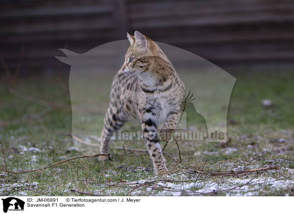 Savannah F1 Generation / Savannah F1 Generation / JM-06891