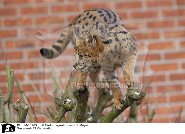 Savannah F1 Generation / JM-06903