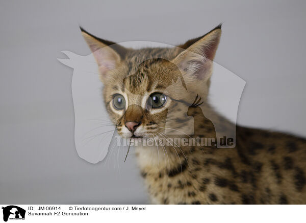 Savannah F2 Generation / JM-06914