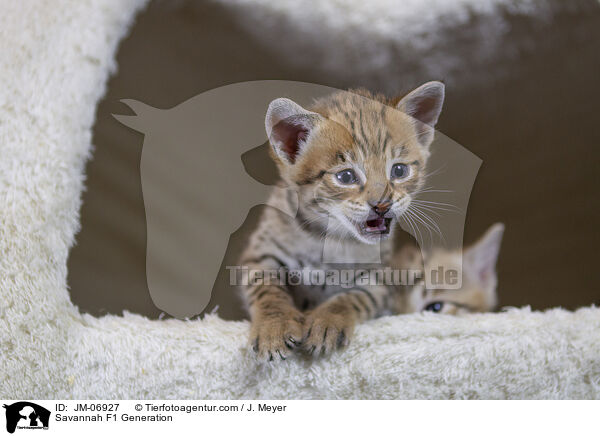 Savannah F1 Generation / JM-06927