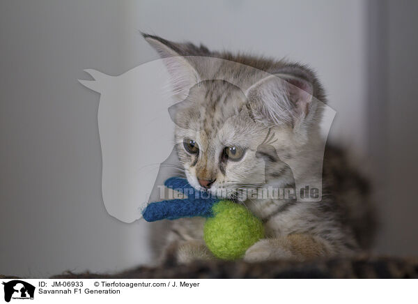 Savannah F1 Generation / JM-06933