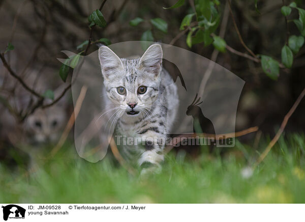 junge Savannah-Katze / young Savannah / JM-09528