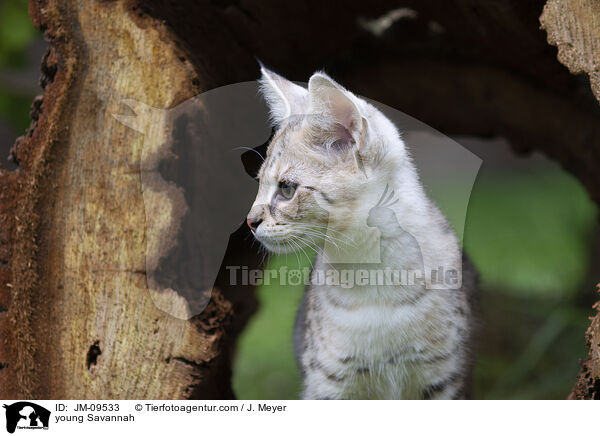 young Savannah / JM-09533