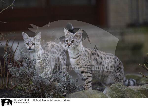 2 Savannahs / 2 Savannahs / JM-10290