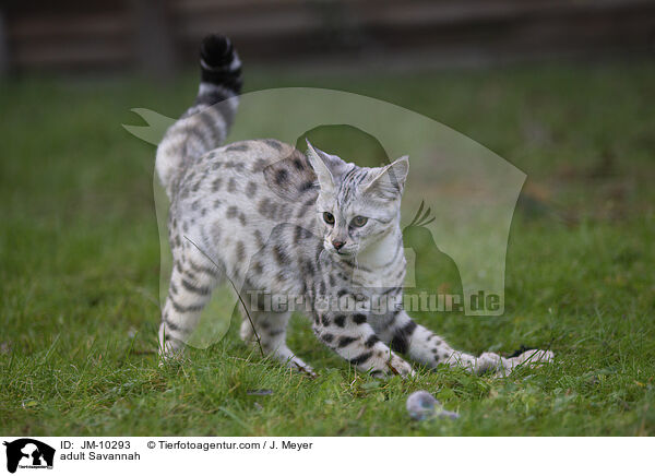 erwachsene Savannah / adult Savannah / JM-10293