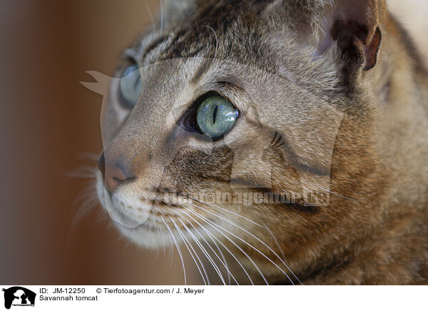 Savannah Kater / Savannah tomcat / JM-12250