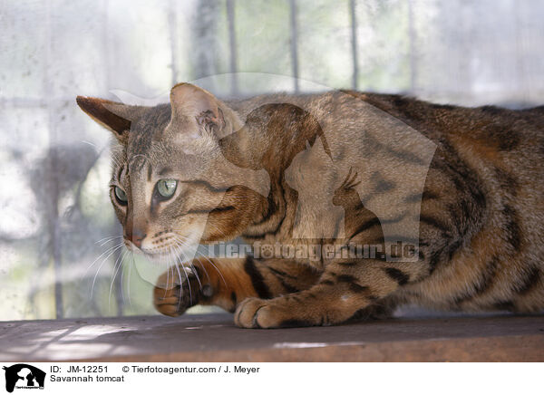 Savannah Kater / Savannah tomcat / JM-12251