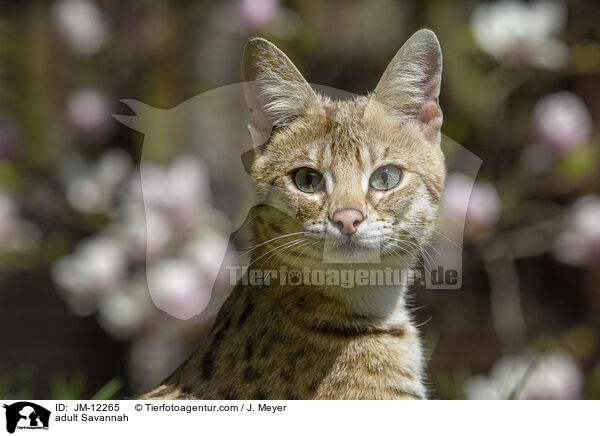 ausgewachsene Savannah / adult Savannah / JM-12265