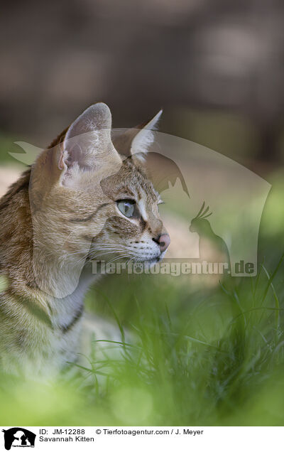 Savannah Kitten / JM-12288