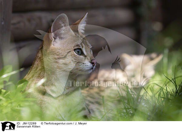Savannah Kitten / JM-12289