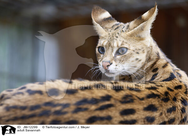 adult Savannah / JM-12299