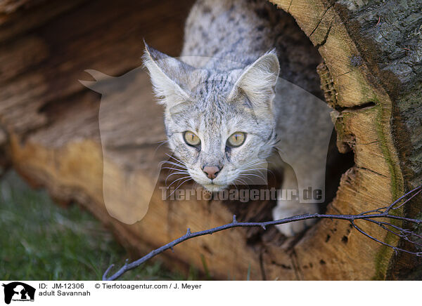 adult Savannah / JM-12306