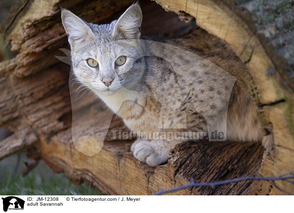 ausgewachsene Savannah / adult Savannah / JM-12308