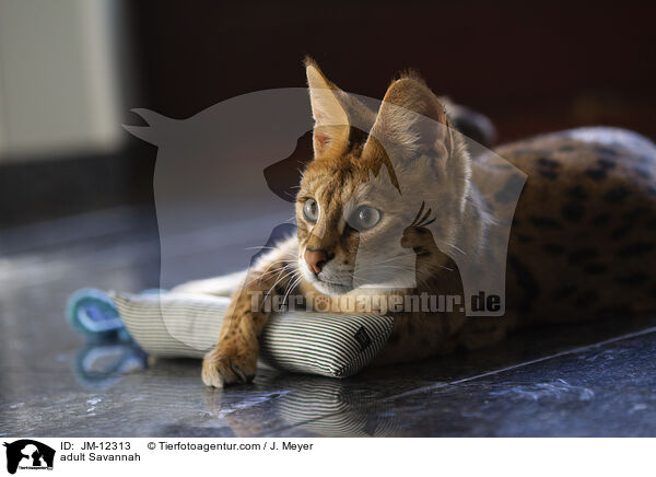 ausgewachsene Savannah / adult Savannah / JM-12313