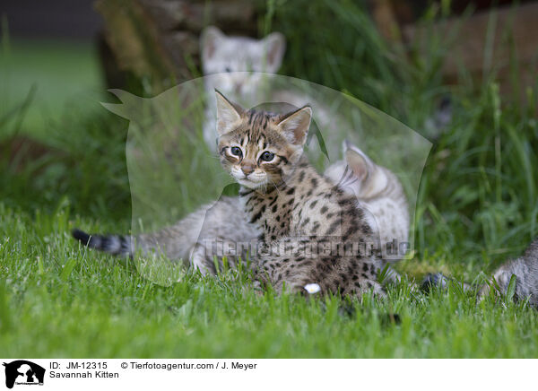 Savannah Ktzchen / Savannah Kitten / JM-12315