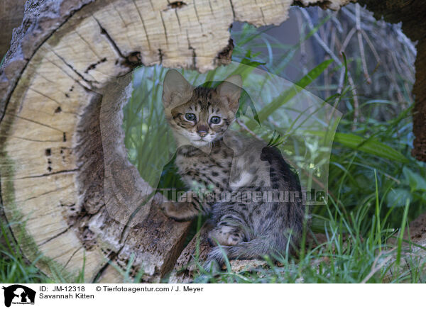 Savannah Kitten / JM-12318