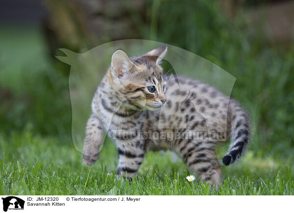 Savannah Kitten / JM-12320
