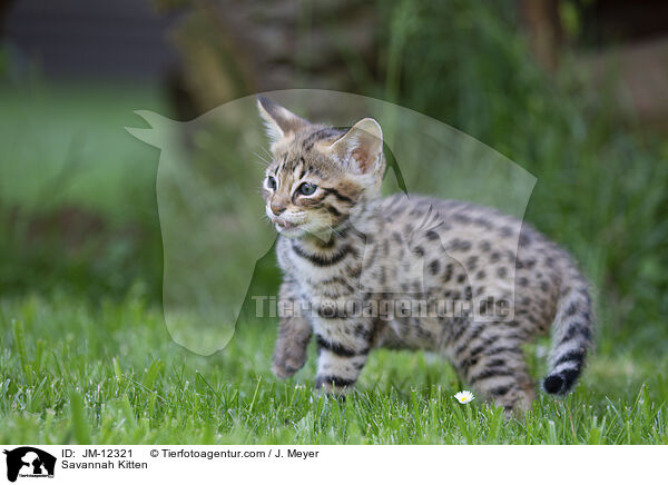 Savannah Kitten / JM-12321