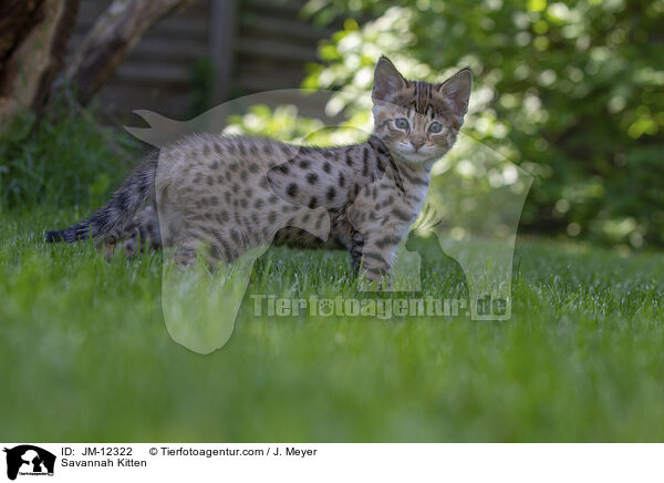Savannah Kitten / JM-12322
