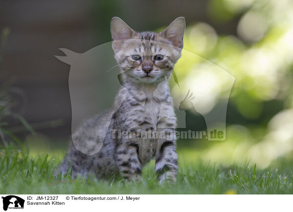Savannah Kitten / JM-12327