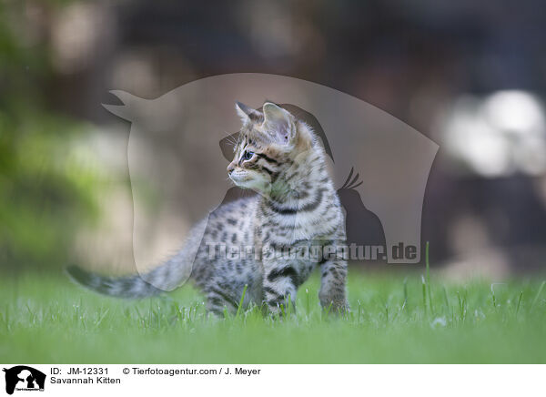 Savannah Kitten / JM-12331