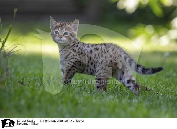 Savannah Kitten / JM-12335