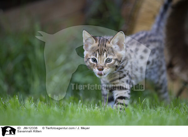 Savannah Ktzchen / Savannah Kitten / JM-12336