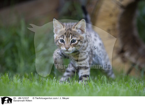 Savannah Kitten / JM-12337