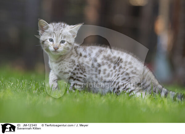 Savannah Kitten / JM-12340