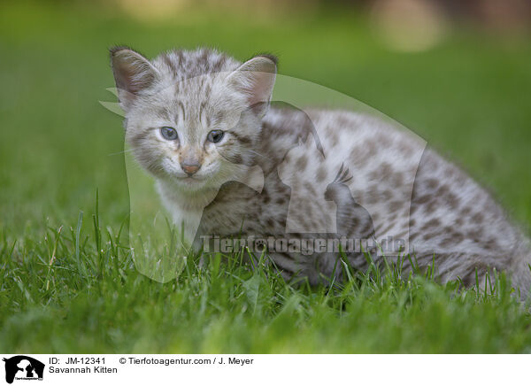 Savannah Kitten / JM-12341
