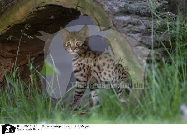Savannah Kitten / JM-12343