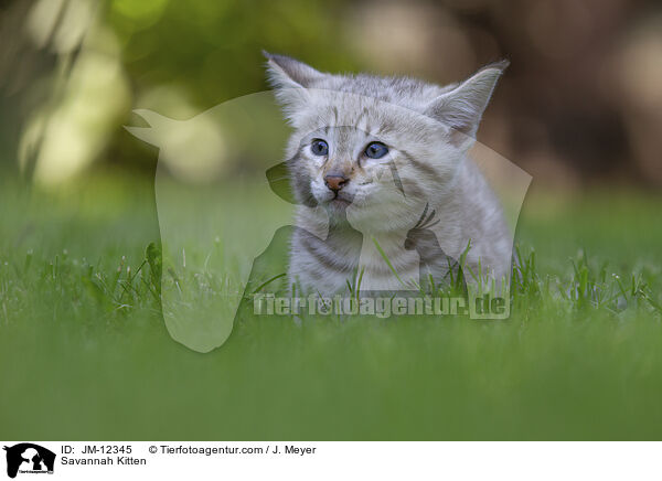 Savannah Ktzchen / Savannah Kitten / JM-12345