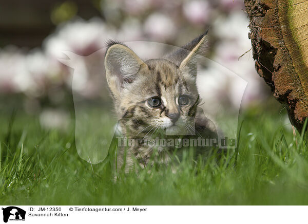 Savannah Ktzchen / Savannah Kitten / JM-12350