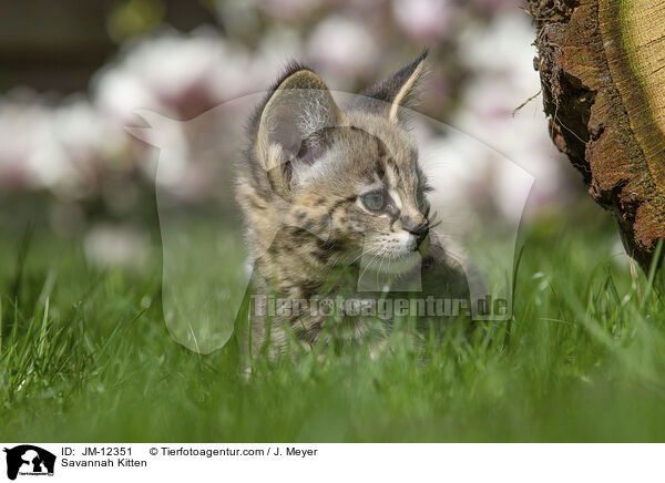 Savannah Kitten / JM-12351