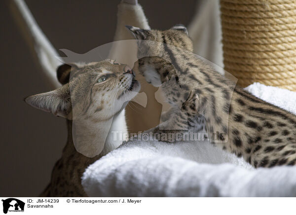 Savannahs / JM-14239