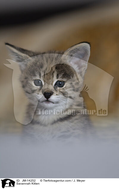 Savannah Ktzchen / Savannah Kitten / JM-14252