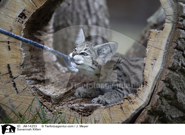 Savannah Kitten / JM-14253