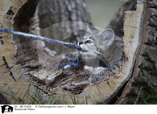Savannah Kitten / JM-14255