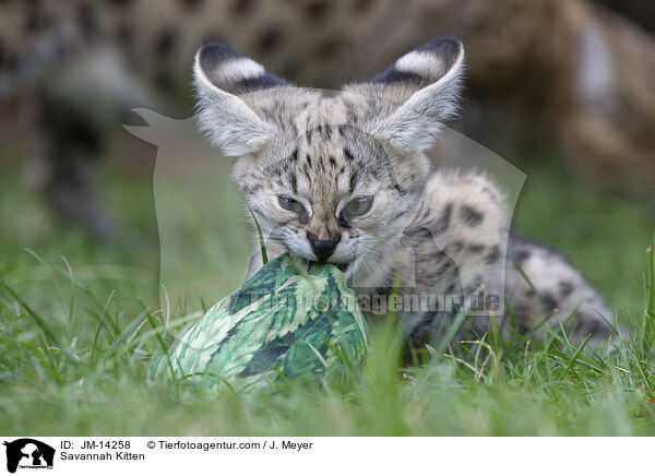 Savannah Kitten / JM-14258