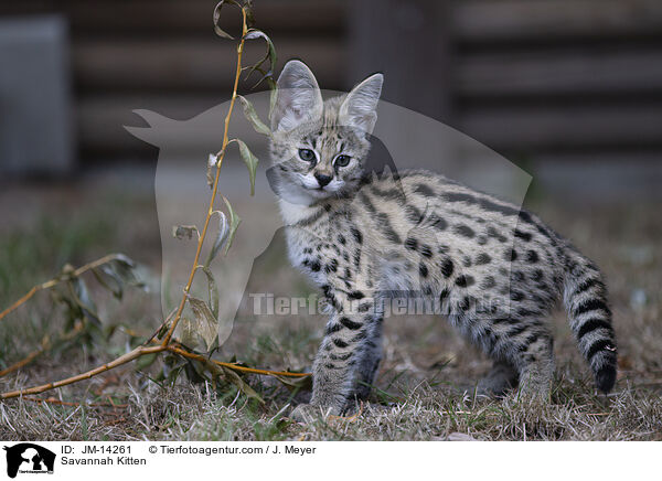 Savannah Kitten / JM-14261