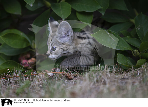 Savannah Kitten / JM-14262