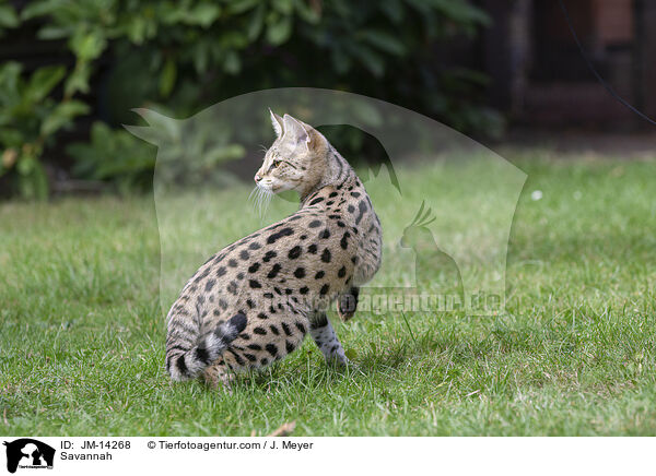 Savannah / Savannah / JM-14268