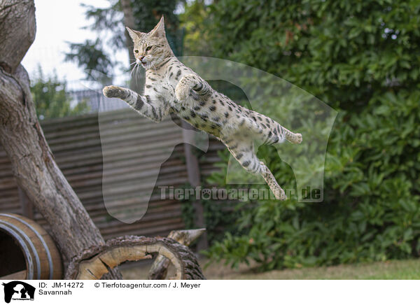 Savannah / Savannah / JM-14272