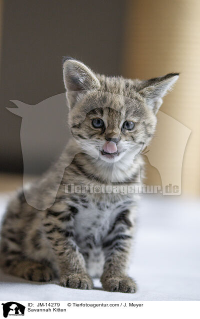 Savannah Kitten / JM-14279