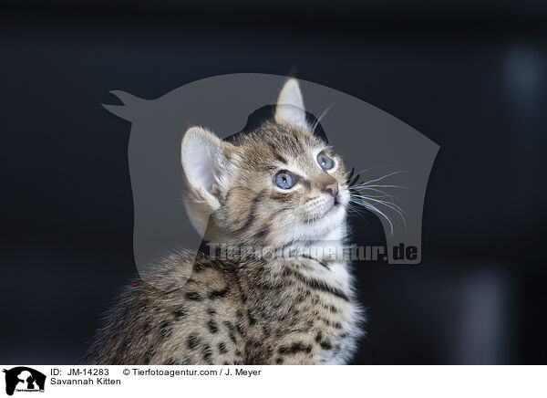 Savannah Ktzchen / Savannah Kitten / JM-14283