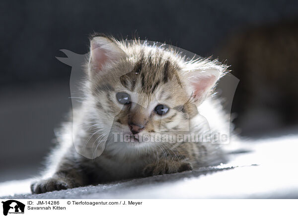 Savannah Ktzchen / Savannah Kitten / JM-14286