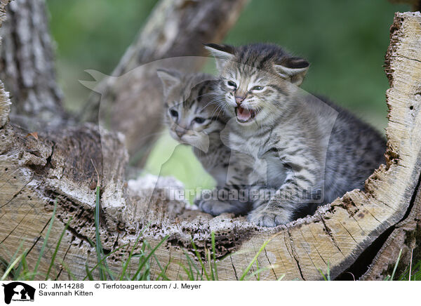 Savannah Kitten / JM-14288